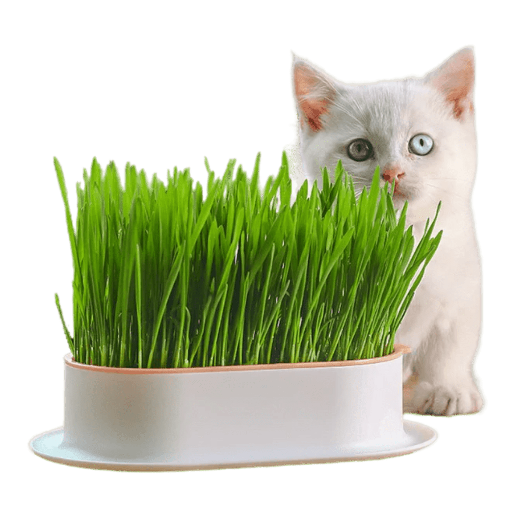 Easy Grass Grower - MaoMao - Paws