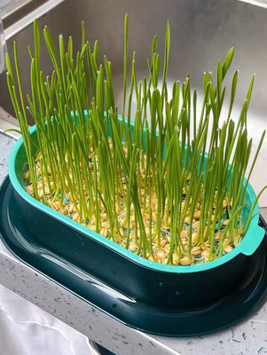 Super Easy to Grow—My Cat Can’t Get Enough!