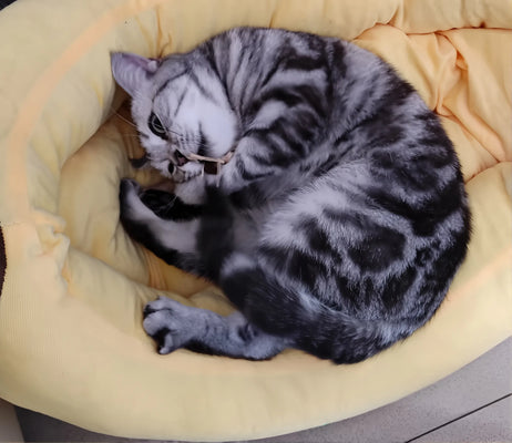 Adorable & Practical—Perfect for My Lazy Cat!