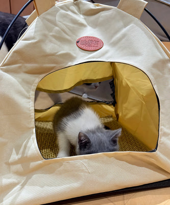 Our Cat’s New Favorite Spot!