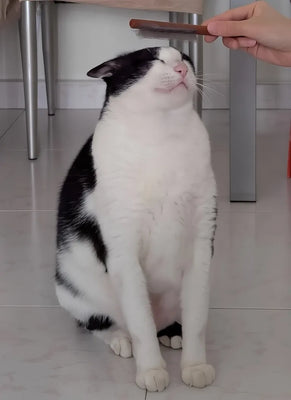 Cute, Gentle, and My Kitten Loves It!