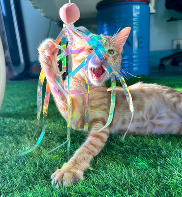 Keeps My Lazy Cat Active (Finally!)