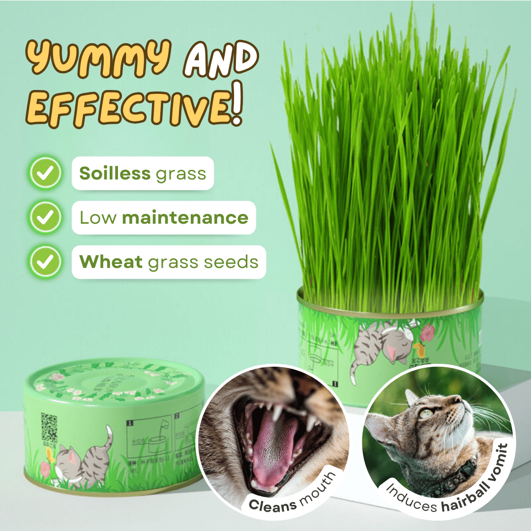 Fresh Canned Grass - MaoMao - Paws