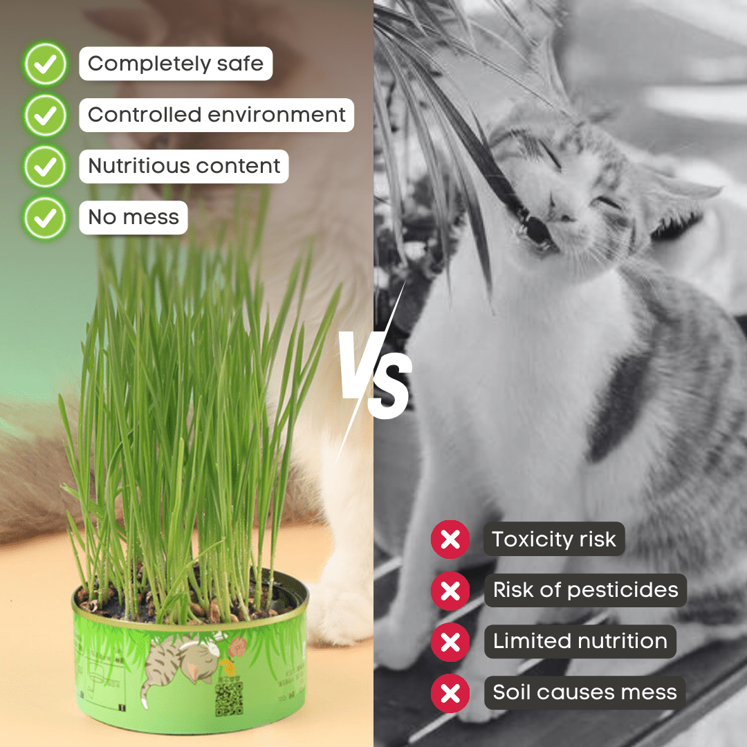 Fresh Canned Grass - MaoMao - Paws