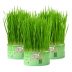 Fresh Canned Grass - MaoMao - Paws