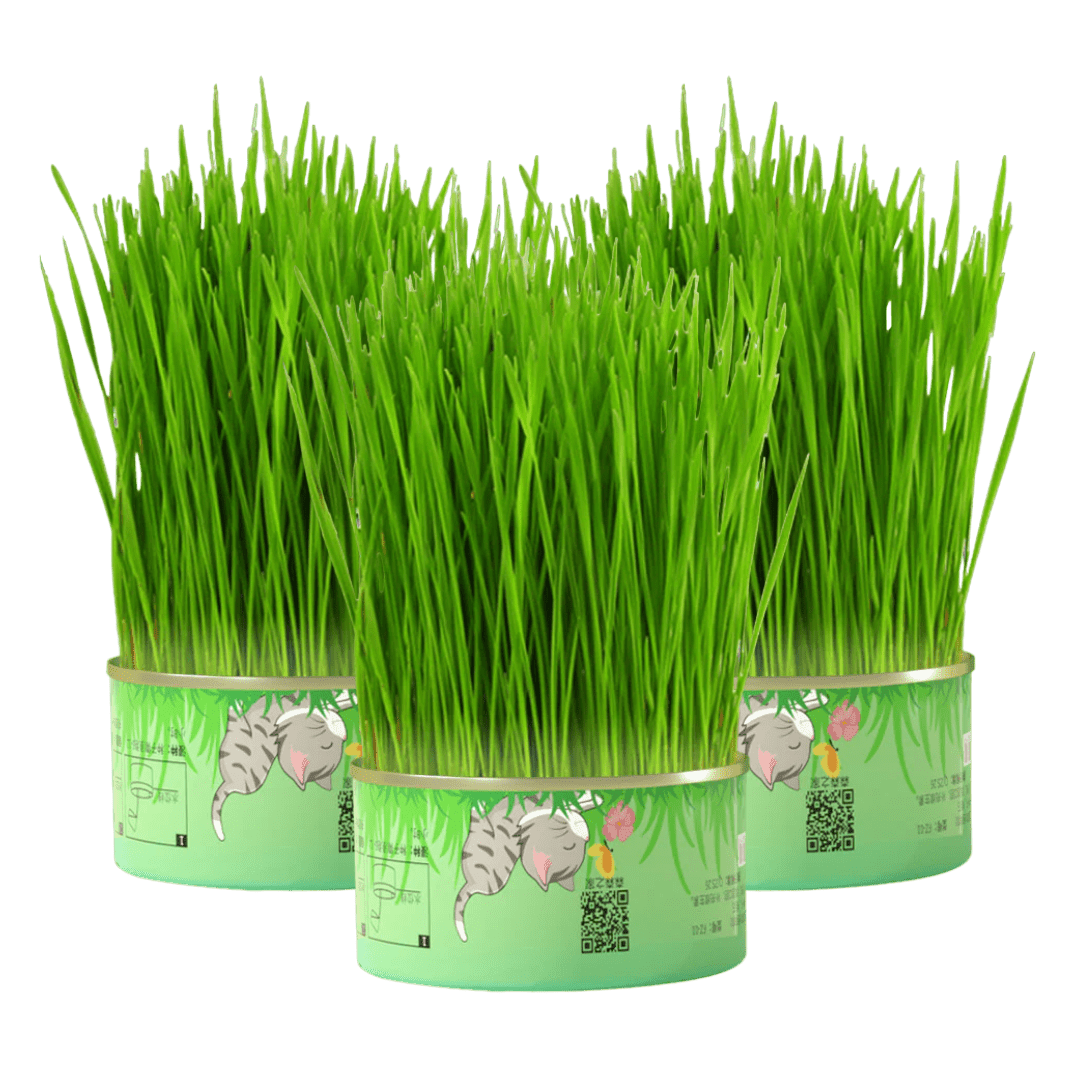 Fresh Canned Grass - MaoMao - Paws