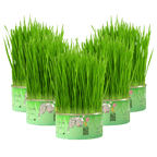 Fresh Canned Grass - MaoMao - Paws