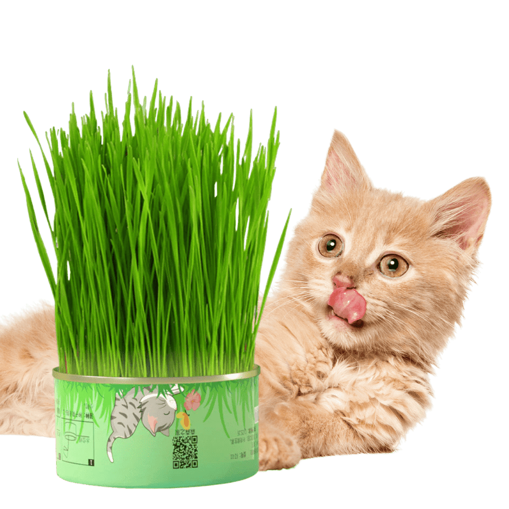 Fresh Canned Grass - MaoMao - Paws
