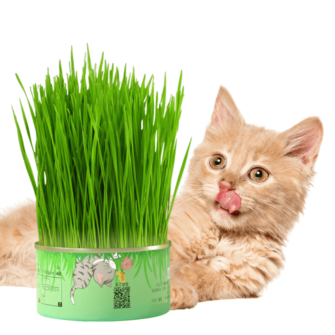 Fresh Canned Grass - MaoMao - Paws