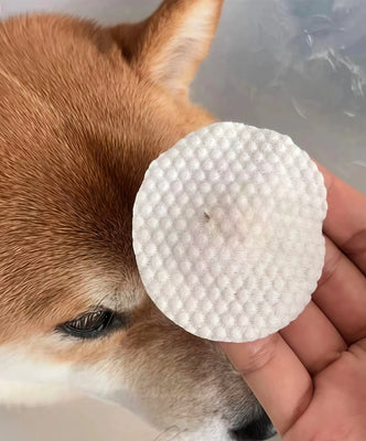 Finally Got Rid of My Pup’s Tear Stains!