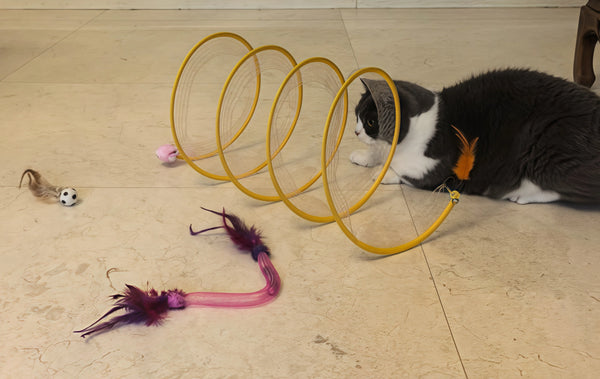 Best Purchase for My Lazy Cats!