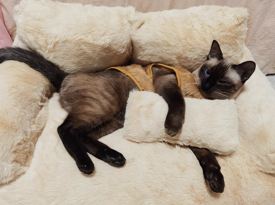 My Cat Won’t Leave This ‘Sofa’ Bed!
