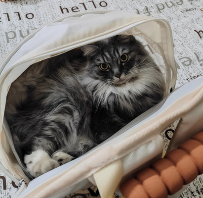 Comfy & Convenient for My Feline Friend