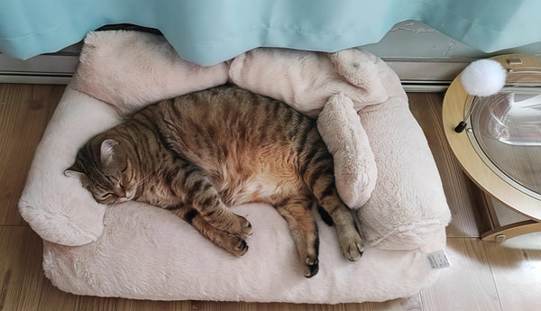 Soft, Stylish, and 100% Cat-Approved