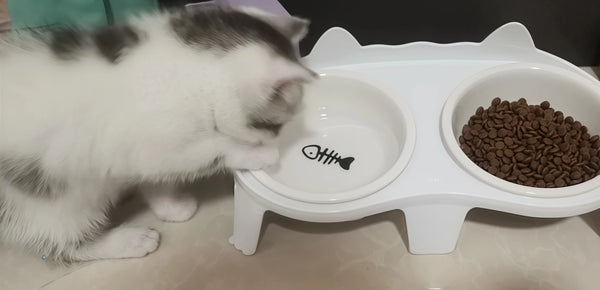 Cute & Functional—My Cat Can’t Get Enough!