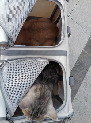 Finally a Luggage My Cat Actually Likes!