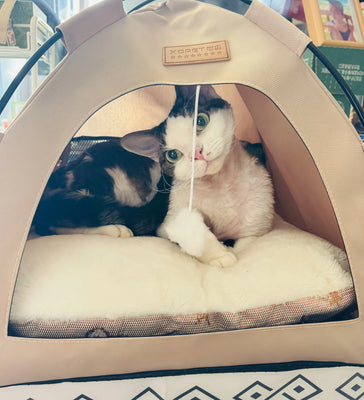 Best Cat Tent I’ve Tried!