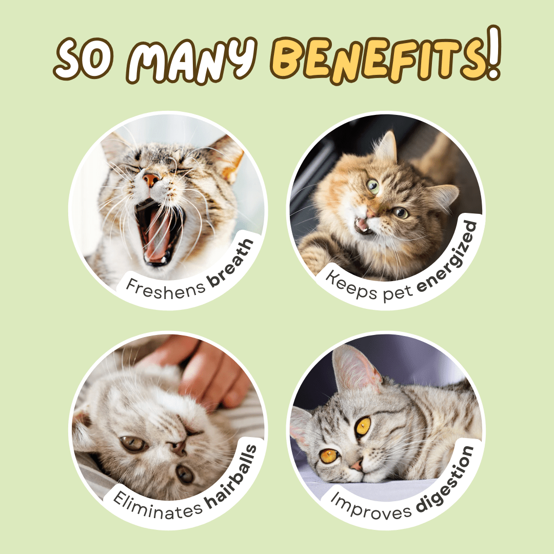 Jumbo Catnip Ball - MaoMao - Paws