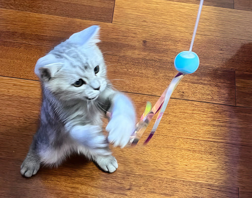 Best Laser Toy for My Hyper Kitten!