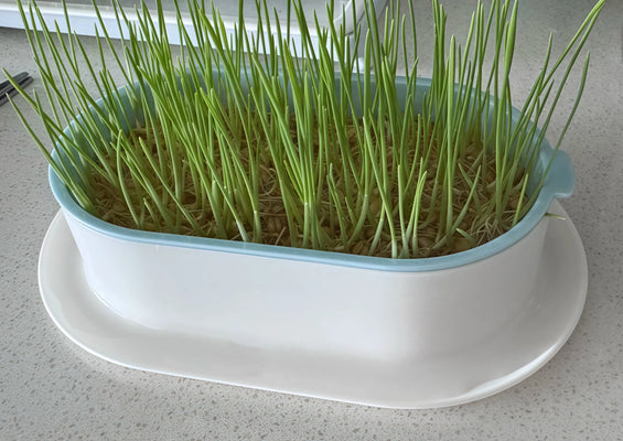 Finally a Cat Grass Planter That Actually Works!