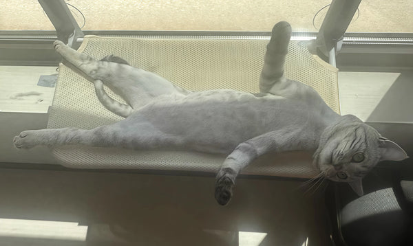 Sturdy & Comfy—Perfect for Our Furry Sun Seeker