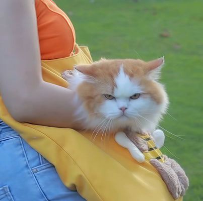 Best Cat Bag for Anxious Pets—Cute & Practical!