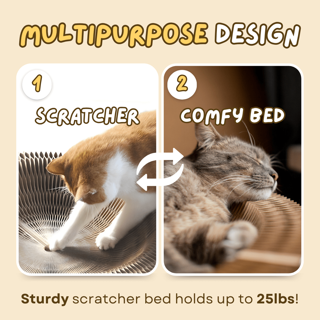 Magical Scratcher Bed - MaoMao - Paws