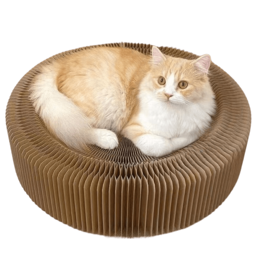 Magical Scratcher Bed - MaoMao - Paws