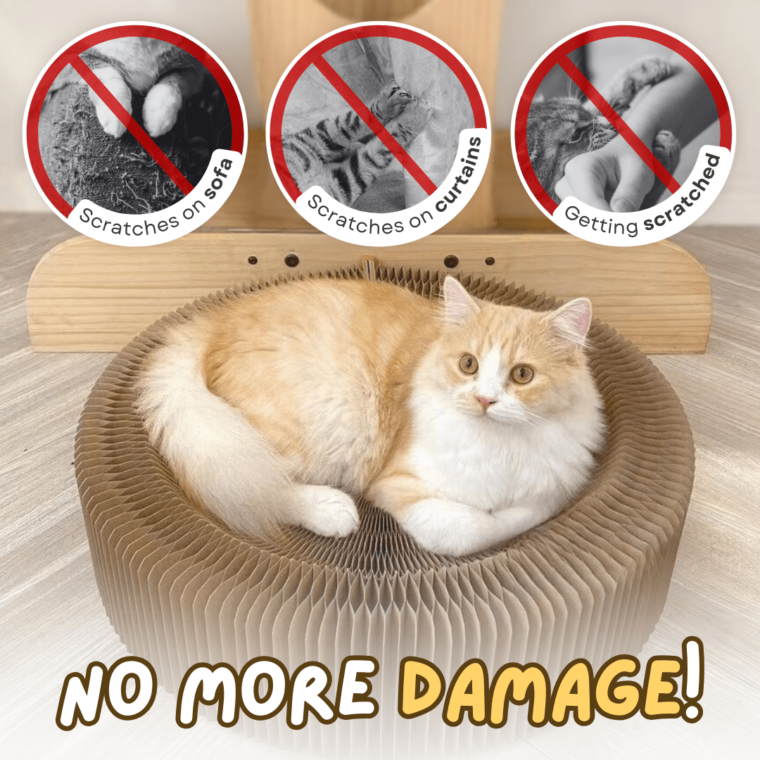 Magical Scratcher Bed - MaoMao - Paws