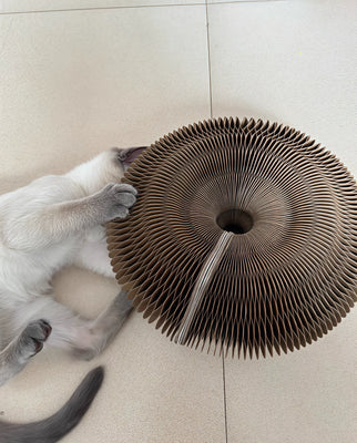 Finally Stopped My Cat From Ruining Furniture!