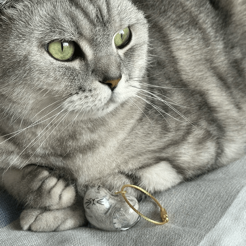 Mini Cat Capsule - MaoMao - Paws