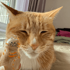 Mini Cat Capsule - MaoMao - Paws