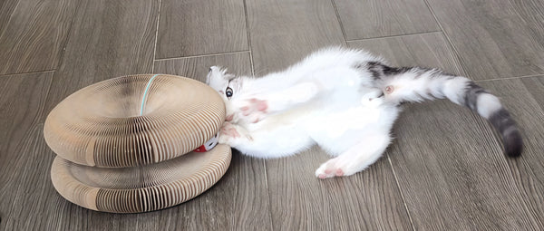 Mochi’s New Go-To Spot—Sleeps AND Scratches Here!