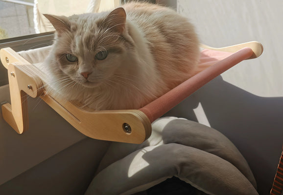 Our Cat’s New Go-To Napping Spot!