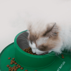 Non - slip Bowl - MaoMao - Paws