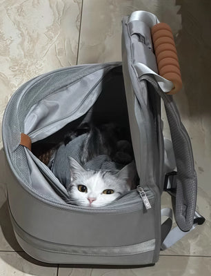 Finally a Backpack My Cat Loves!