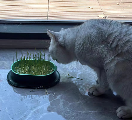Simple, Effective, and My Cat Loves It!