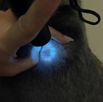 Must-Have for Cat Parents Worried About Ear Health