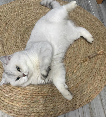 Natural Material = Happy Cat + Peace of Mind