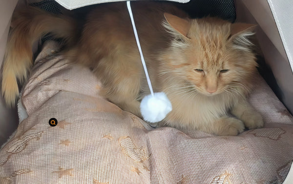 Sturdy & Comfortable Cat Tent