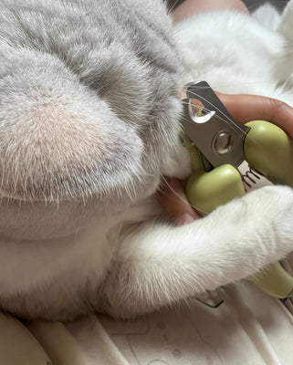 My Dog Actually Tolerates This Trimmer!