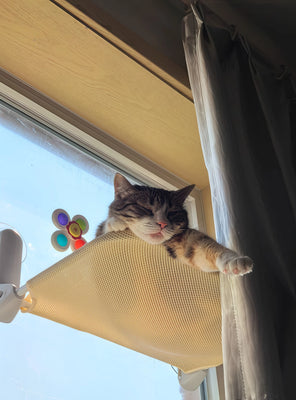Best Gift for Our Indoor Cat!