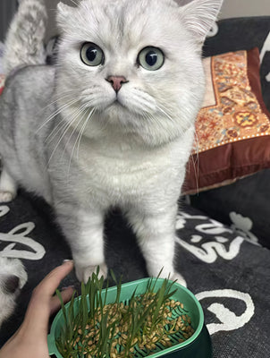 My Kitten’s New Obsession—And It’s Easy for Me Too!