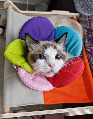 Best Space-Saving Cat Bed for Small Apartments!