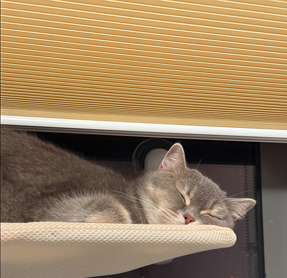 Cats Love It, Parents Love It Too!