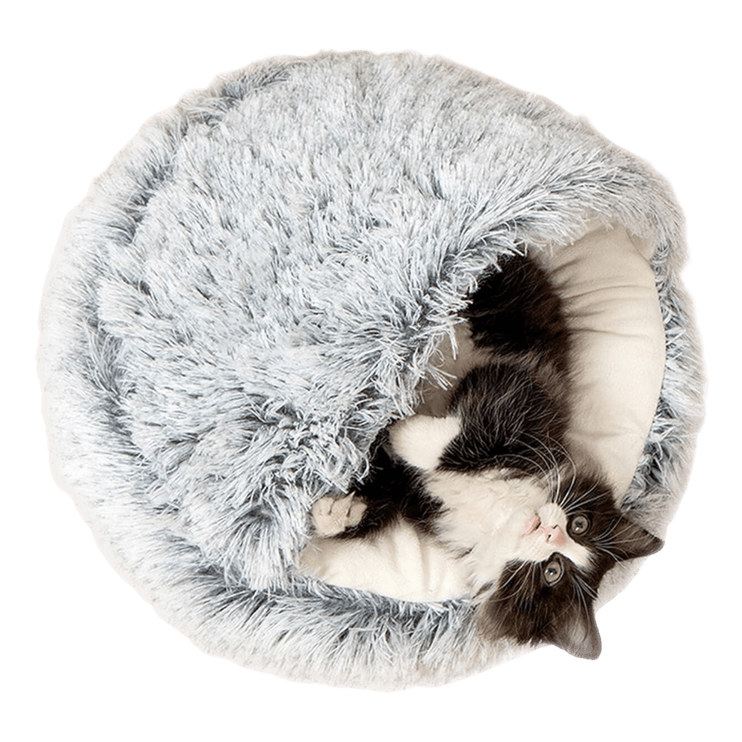 Seashell Bed - MaoMao - Paws