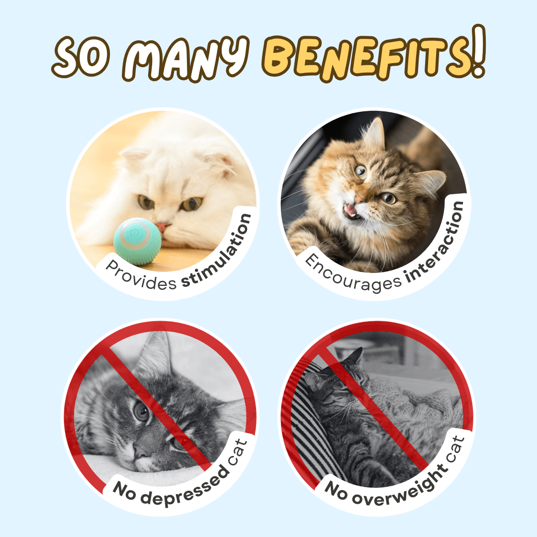Smart Ball Cat Toy - MaoMao - Paws