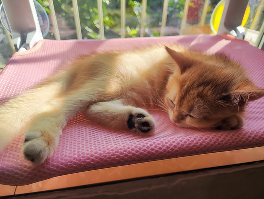 Our Cat Can’t Get Enough of This Hammock!