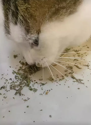 Catnip That Actually Lives Up to the Hype!