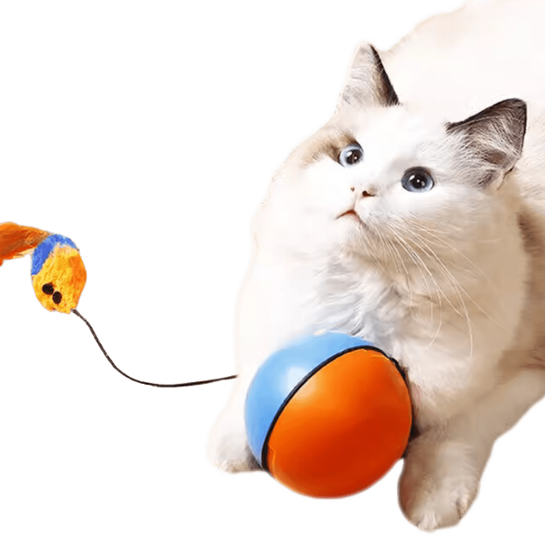 Turbo Tails - MaoMao - Paws